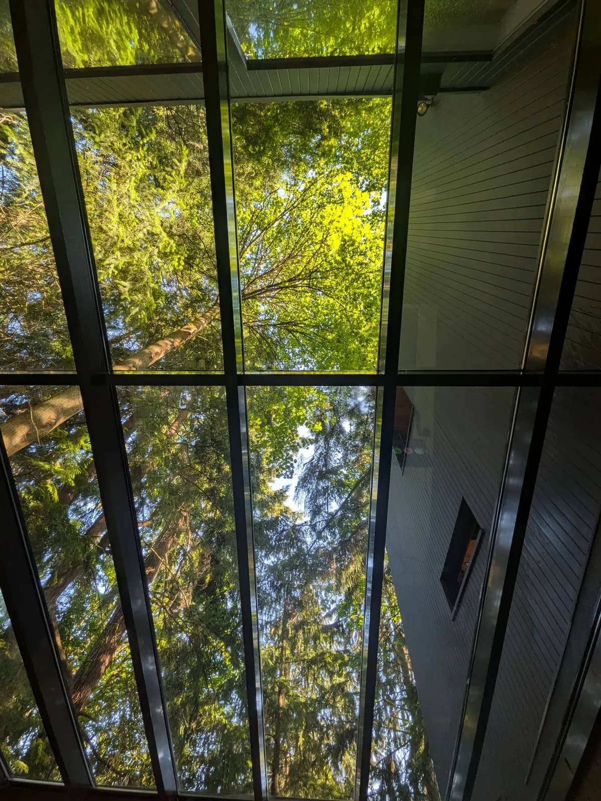 Tree canopy visible through a freshly cleaned glass roof — our work