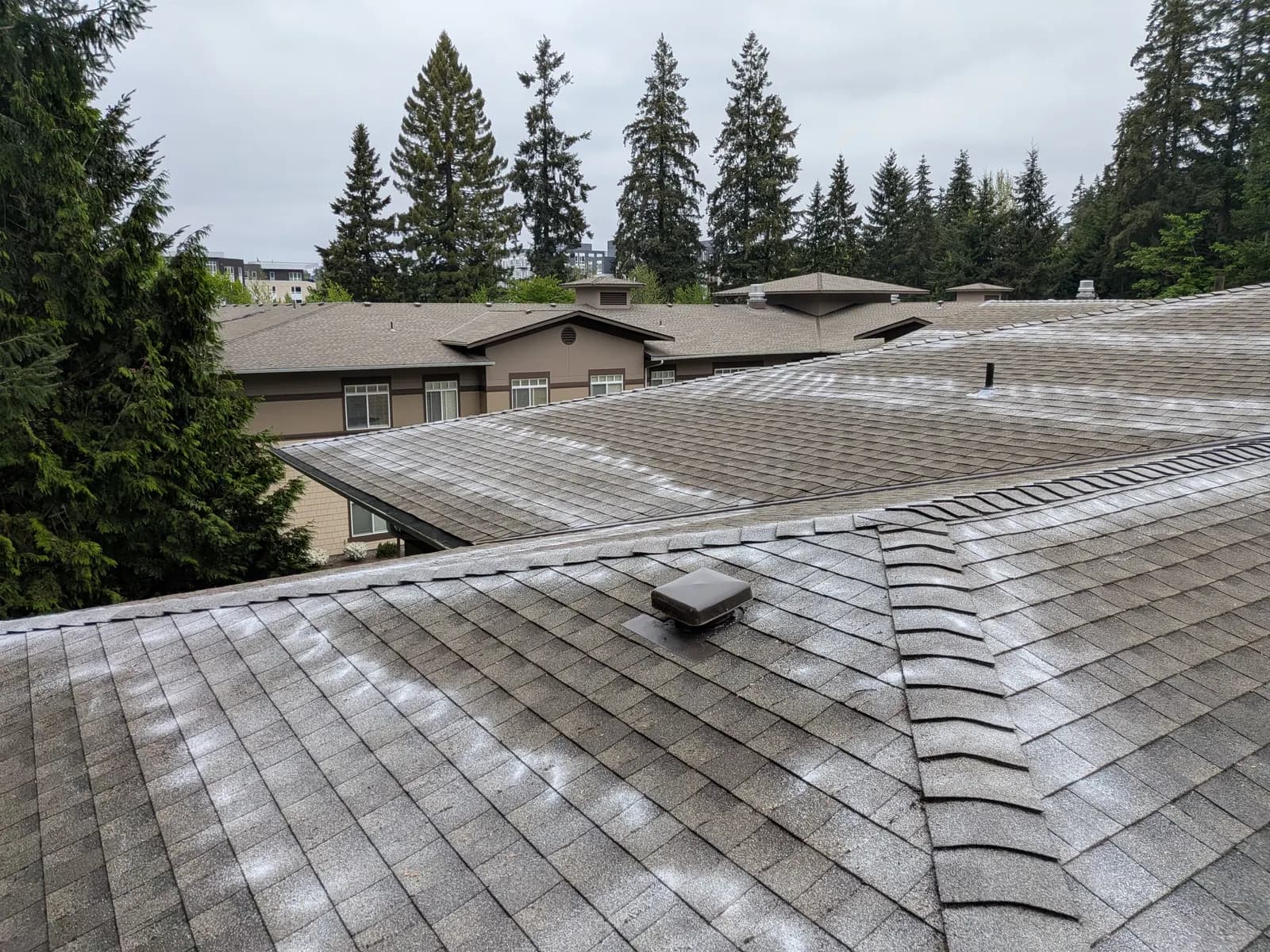 Professional moss treatment being applied across a roof — our work